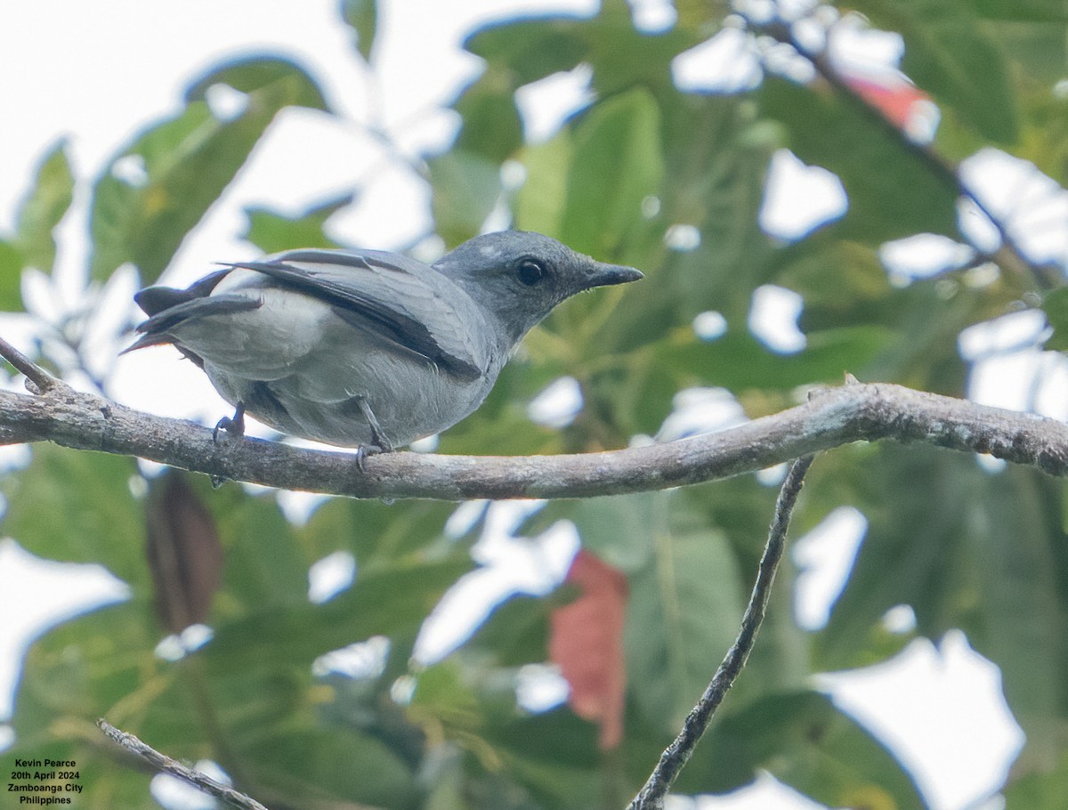 Black-bibbed Cuckooshrike - ML617702655