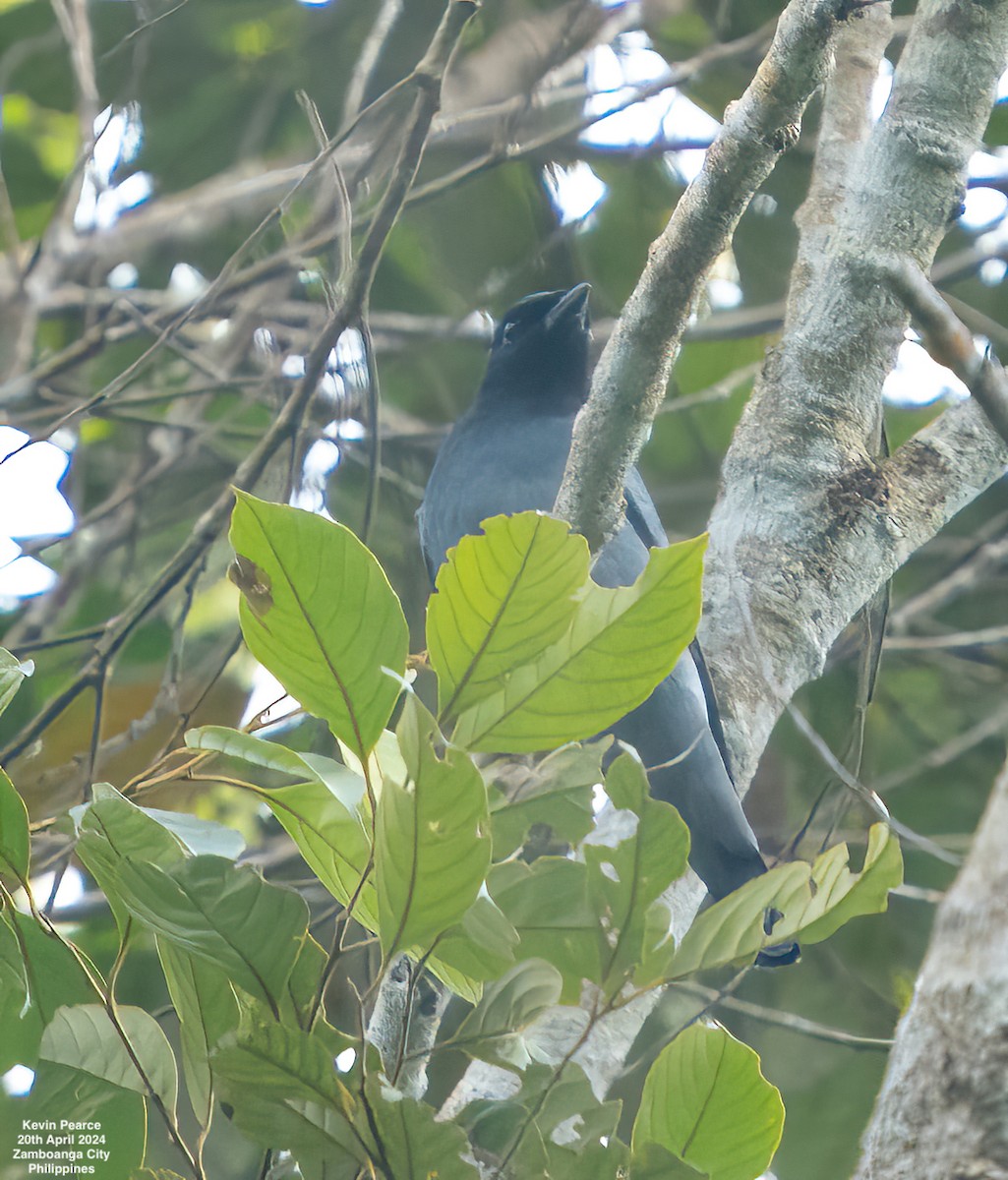 Black-bibbed Cuckooshrike - Kevin Pearce