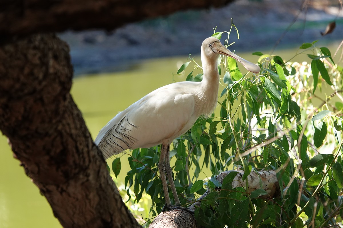 Yellow-billed Spoonbill - ML617702669