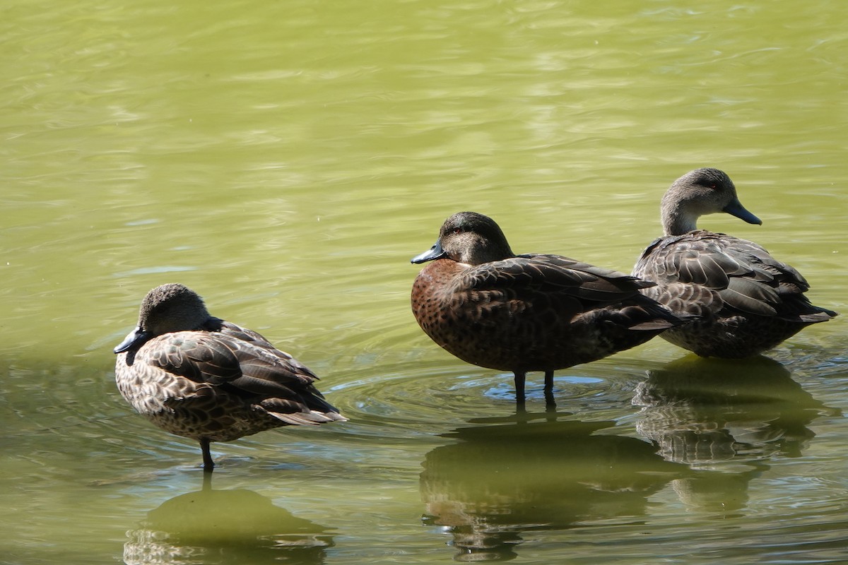 Chestnut Teal - Wynt Maddeford