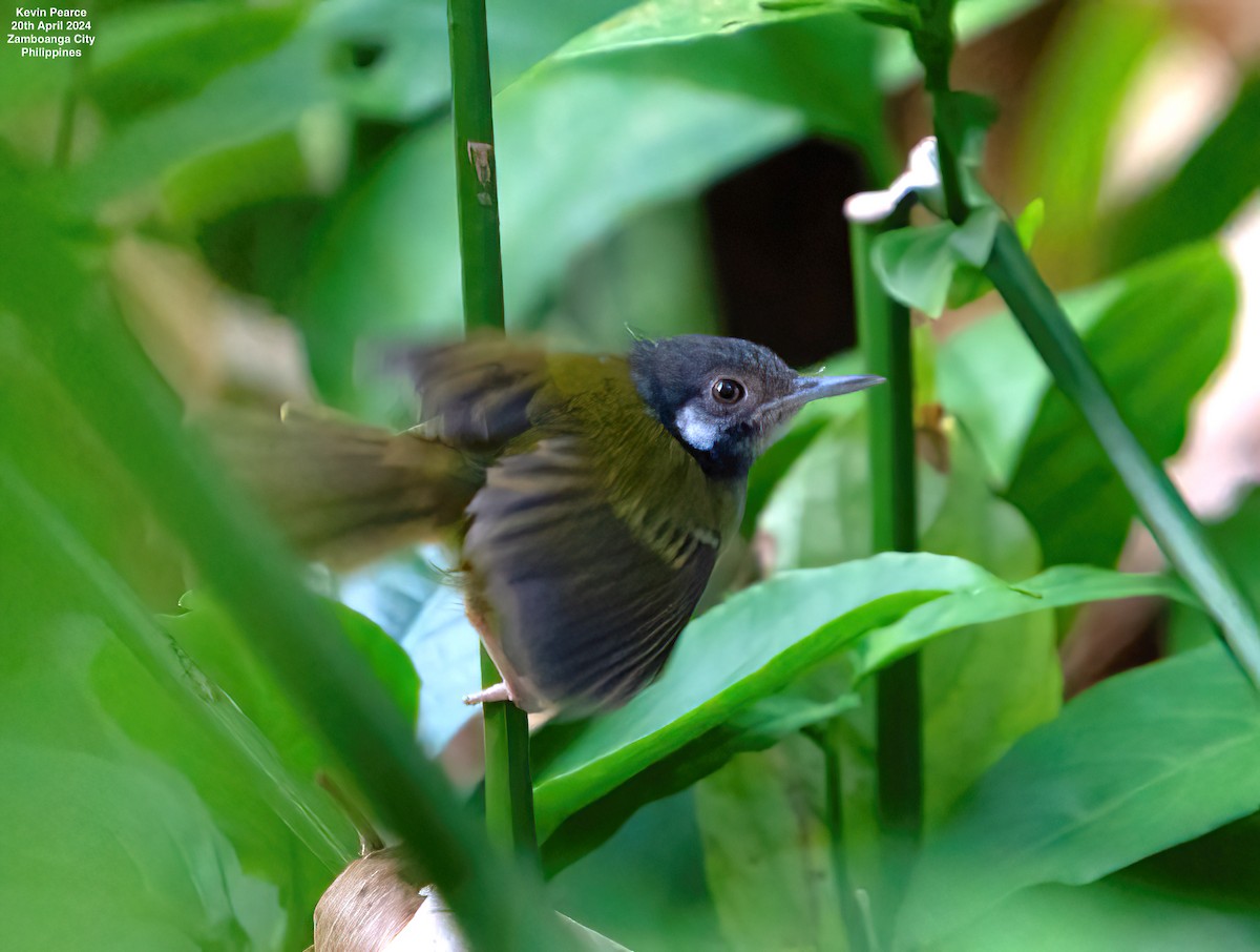 White-eared Tailorbird - ML617702679