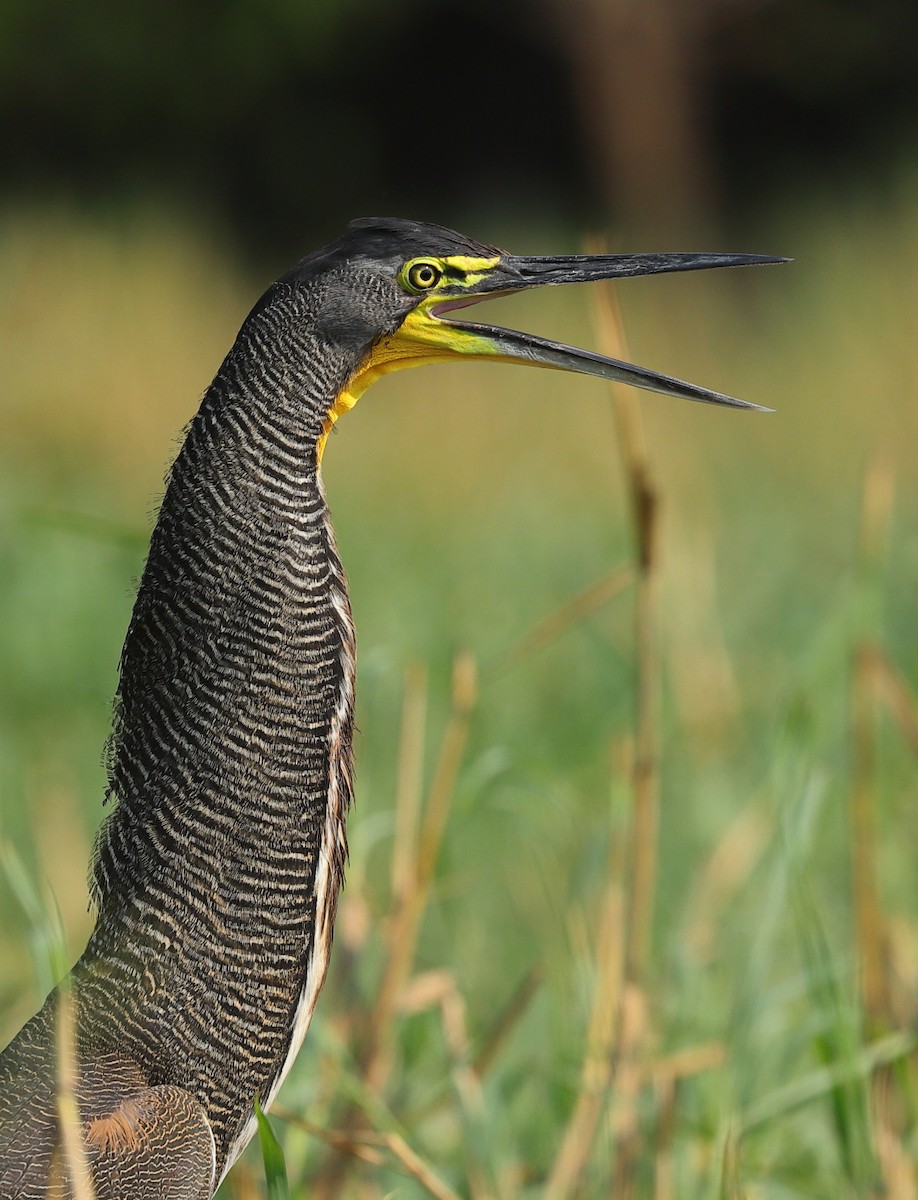 Bare-throated Tiger-Heron - Carles Juan-Sallés