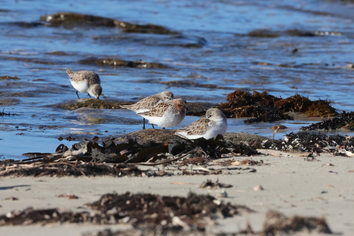 Red-necked Stint - ML617702705