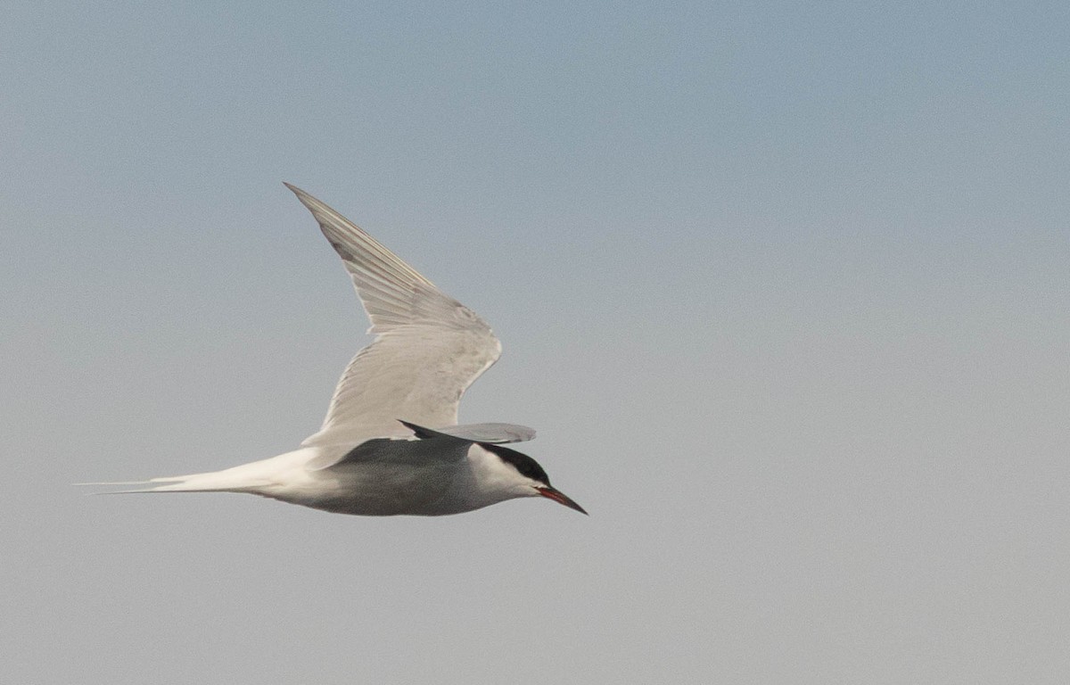 Common Tern - Garret Skead