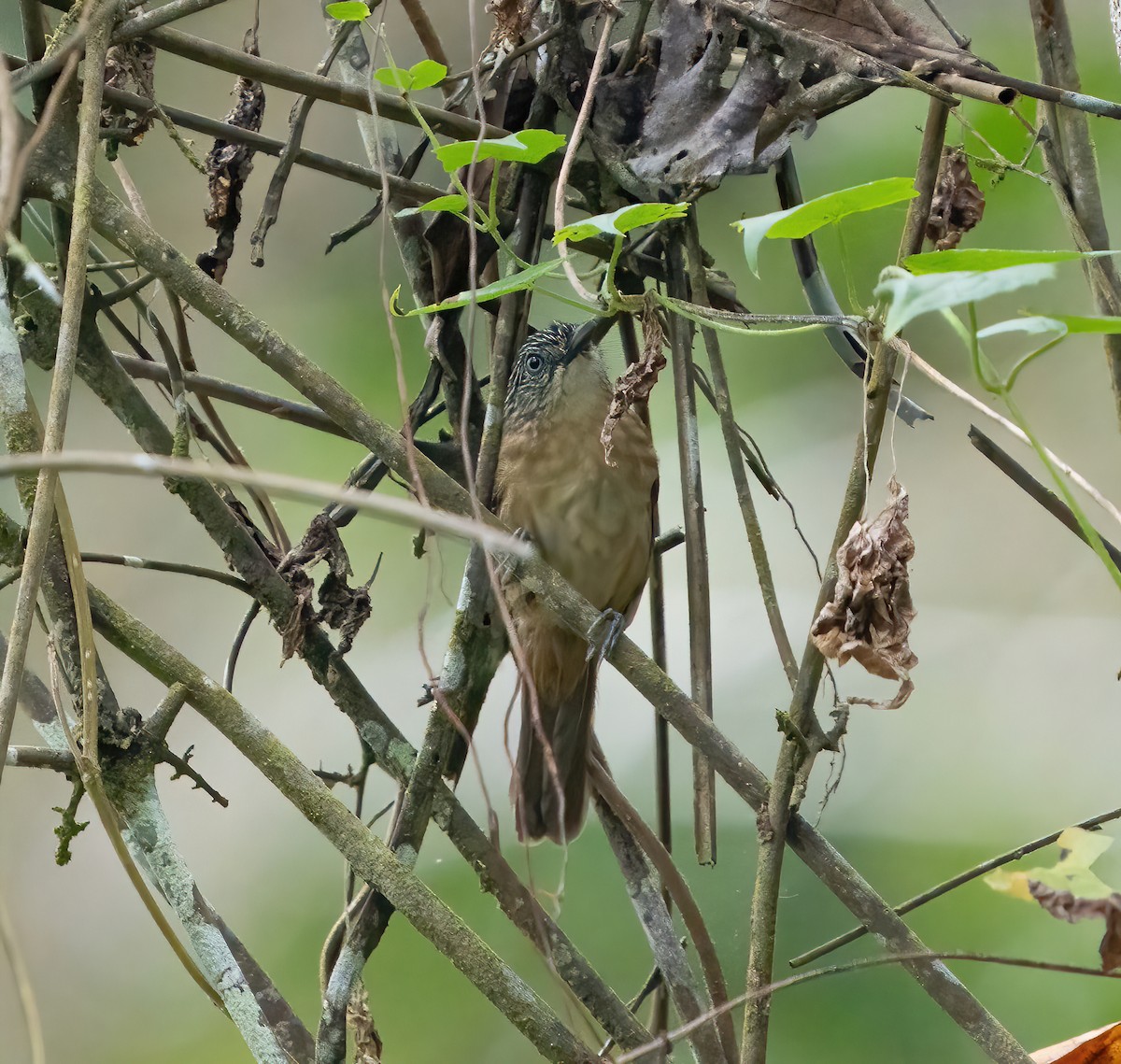 Brown Tit-Babbler - ML617702730