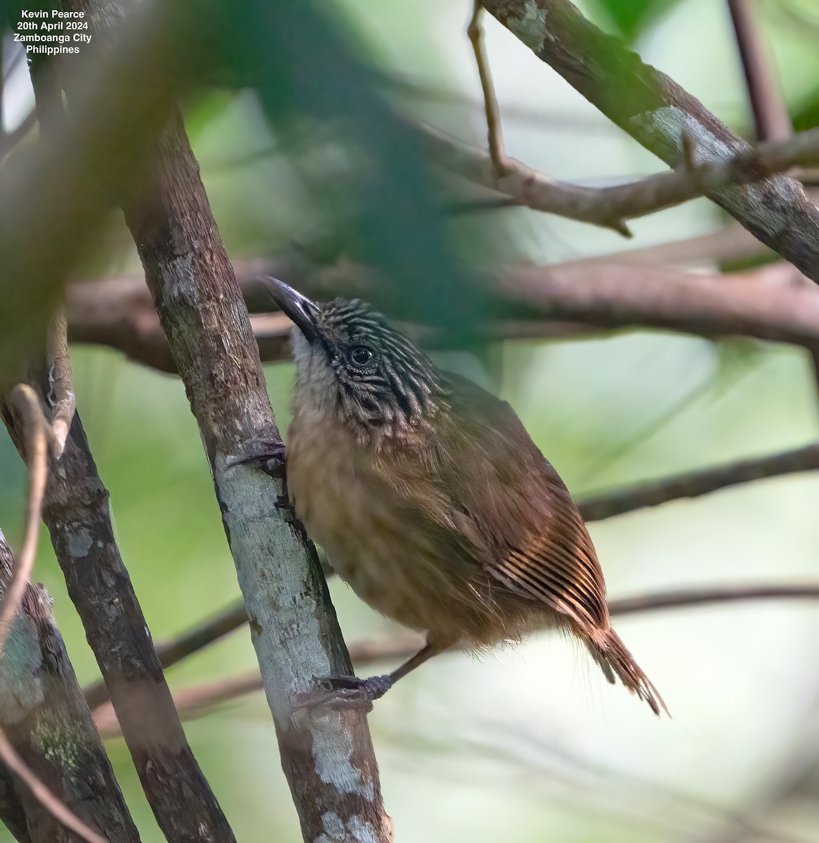 Brown Tit-Babbler - ML617702731