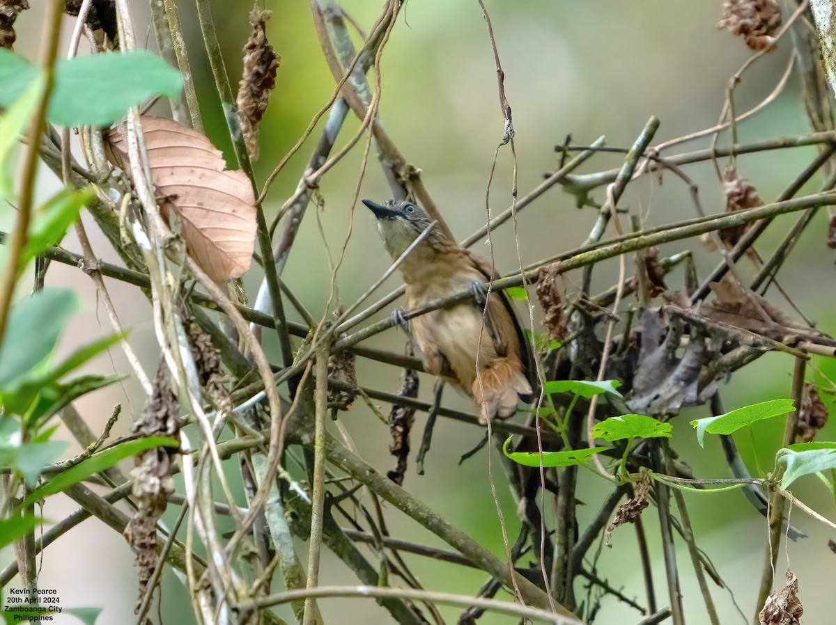 Brown Tit-Babbler - ML617702732