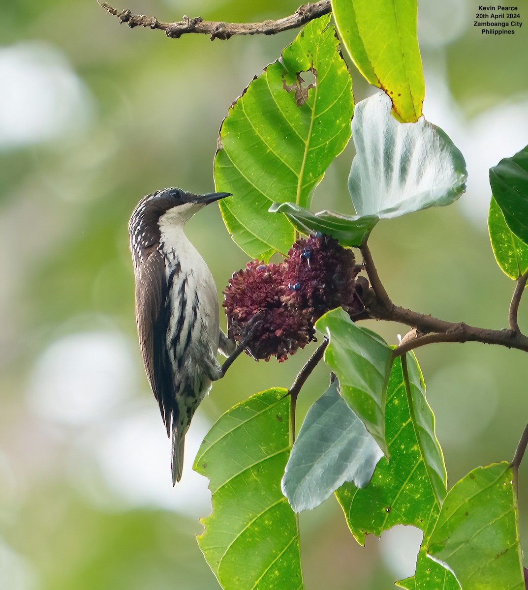 Stripe-sided Rhabdornis - Kevin Pearce