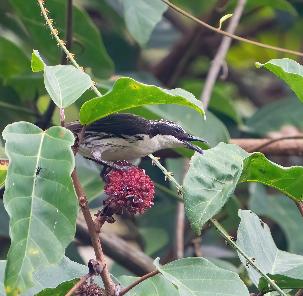 Stripe-sided Rhabdornis - Kevin Pearce