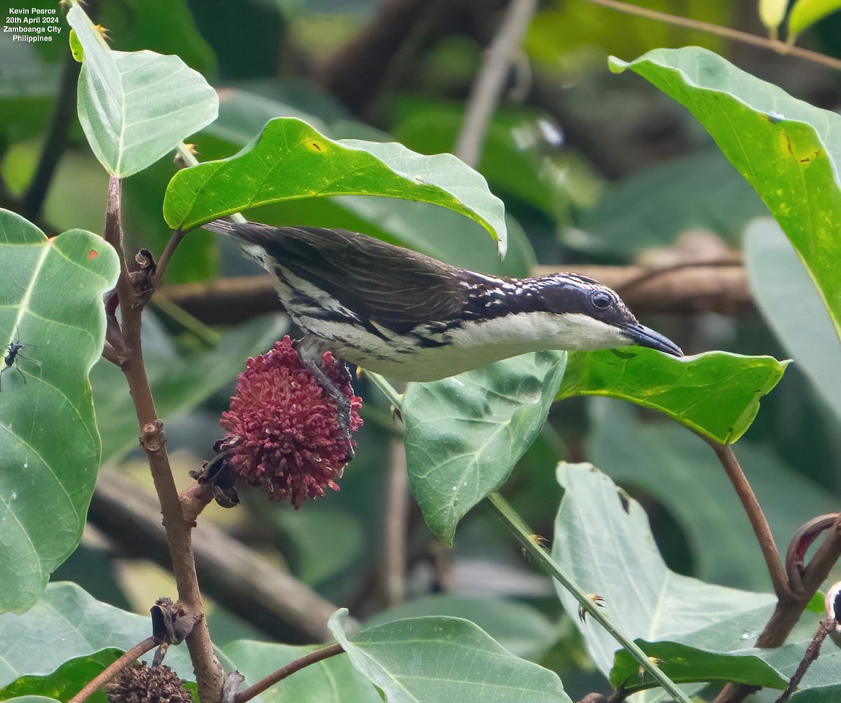 Rhabdornis à tête striée - ML617702755