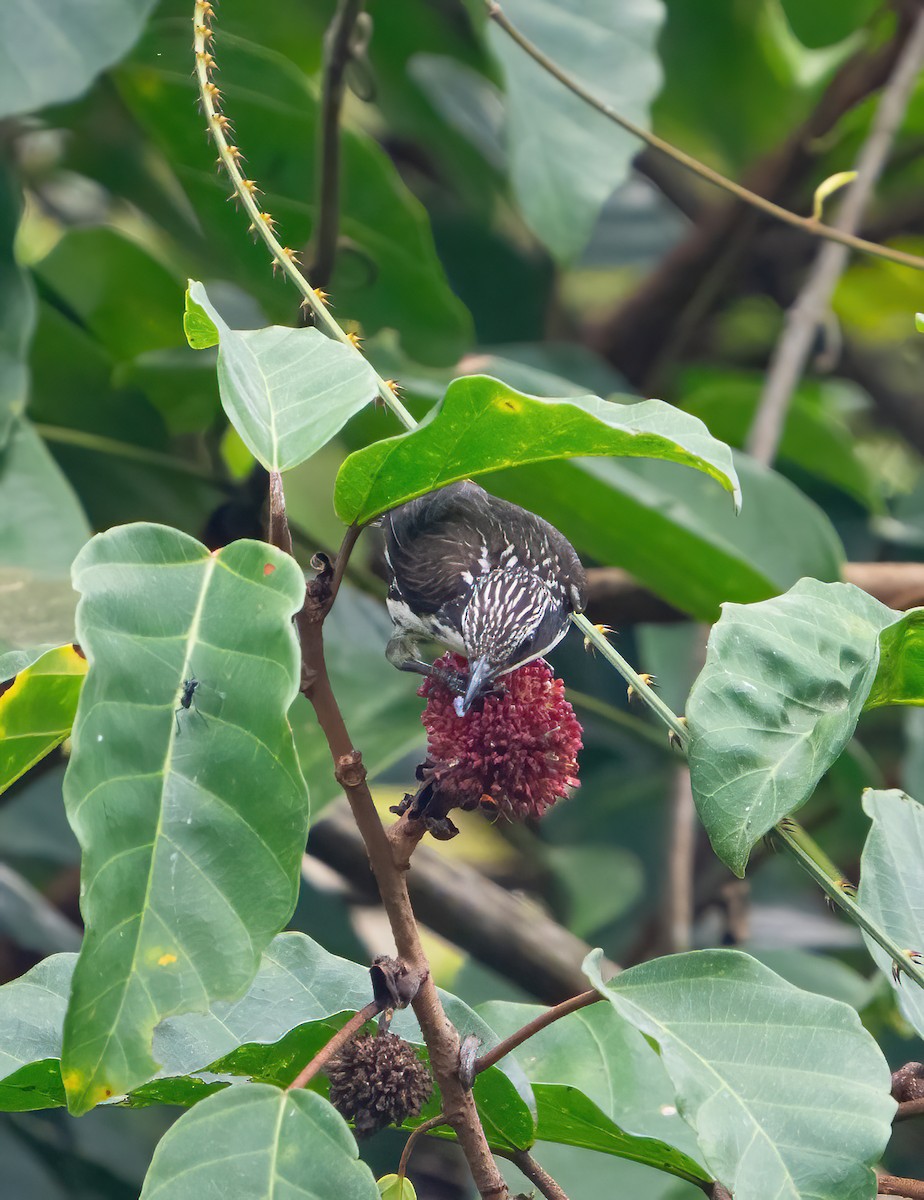 Rhabdornis à tête striée - ML617702761