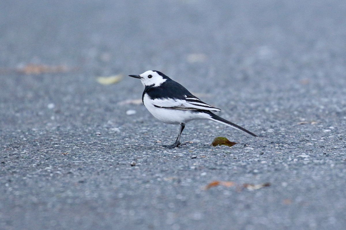 White Wagtail - ML617702770