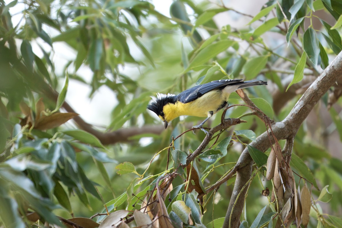 Taiwan Yellow Tit - ML617702773