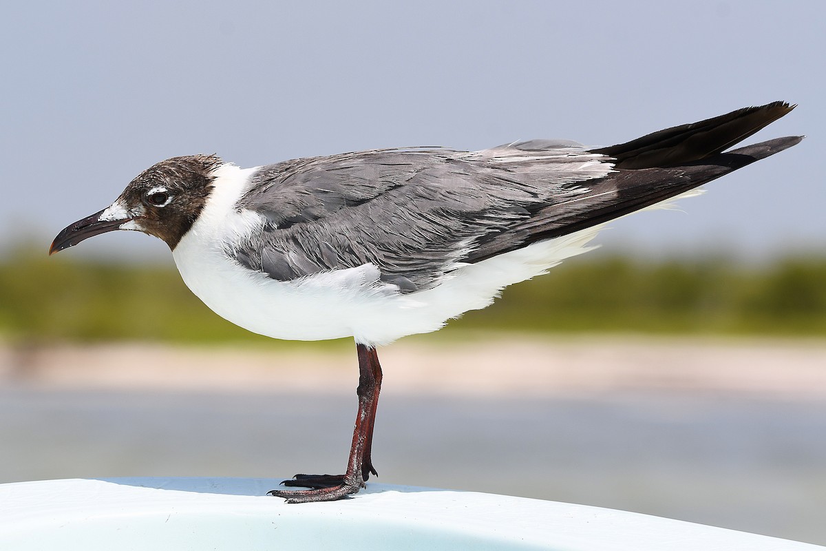 Laughing Gull - ML617702813