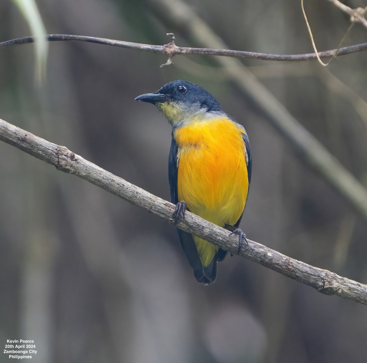 Orange-bellied Flowerpecker - Kevin Pearce