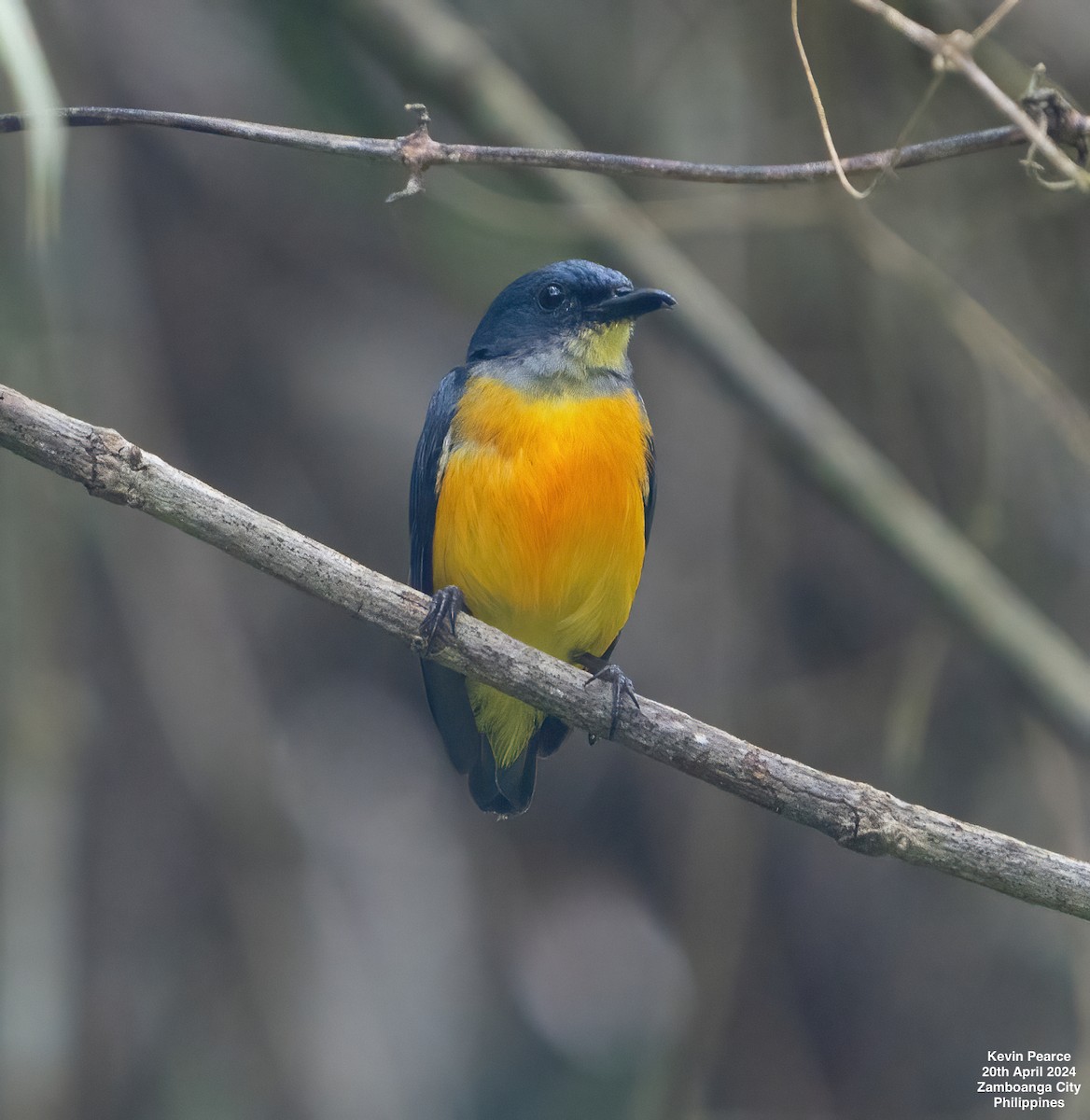 Orange-bellied Flowerpecker - Kevin Pearce