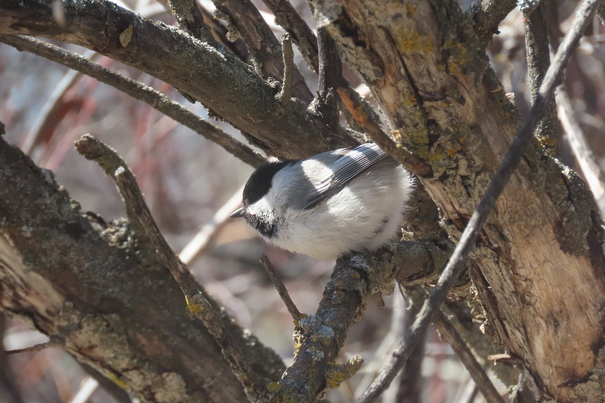 Black-capped Chickadee - Mike Lesnik