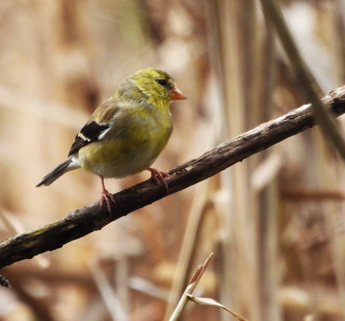 American Goldfinch - ML617702859