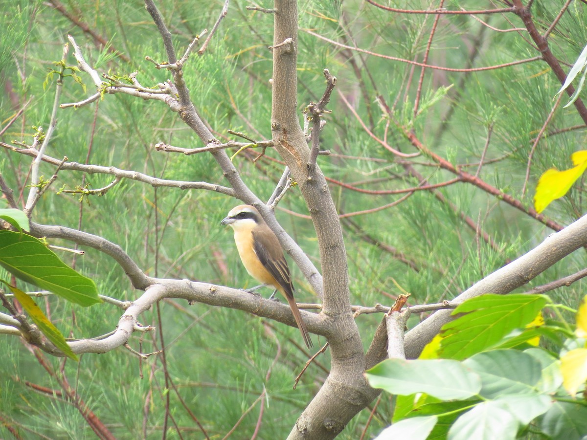 Brown Shrike - ML617702862