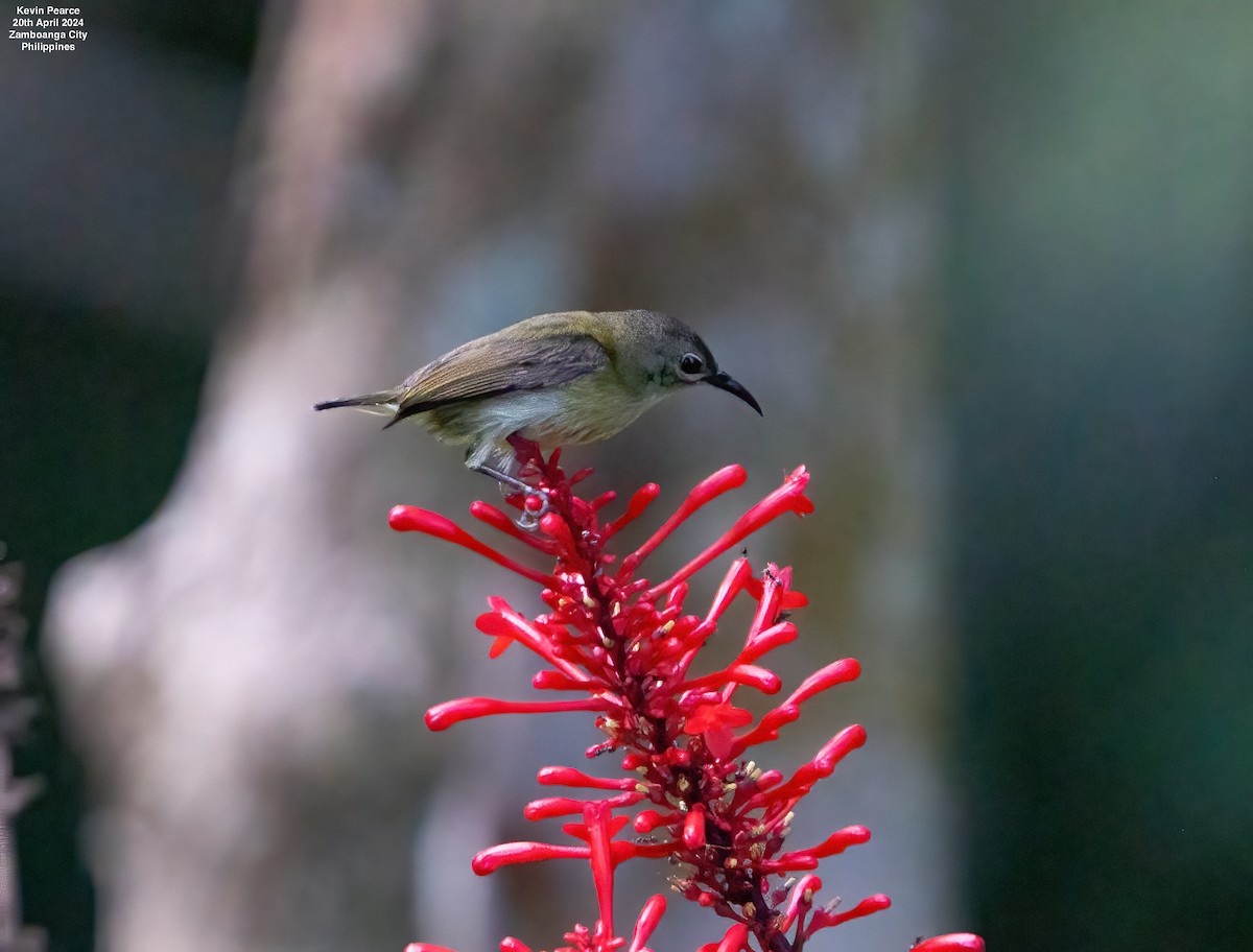 Handsome Sunbird - ML617702915