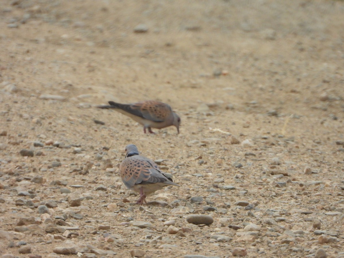 European Turtle-Dove - Jose Manuel Reyes Paez