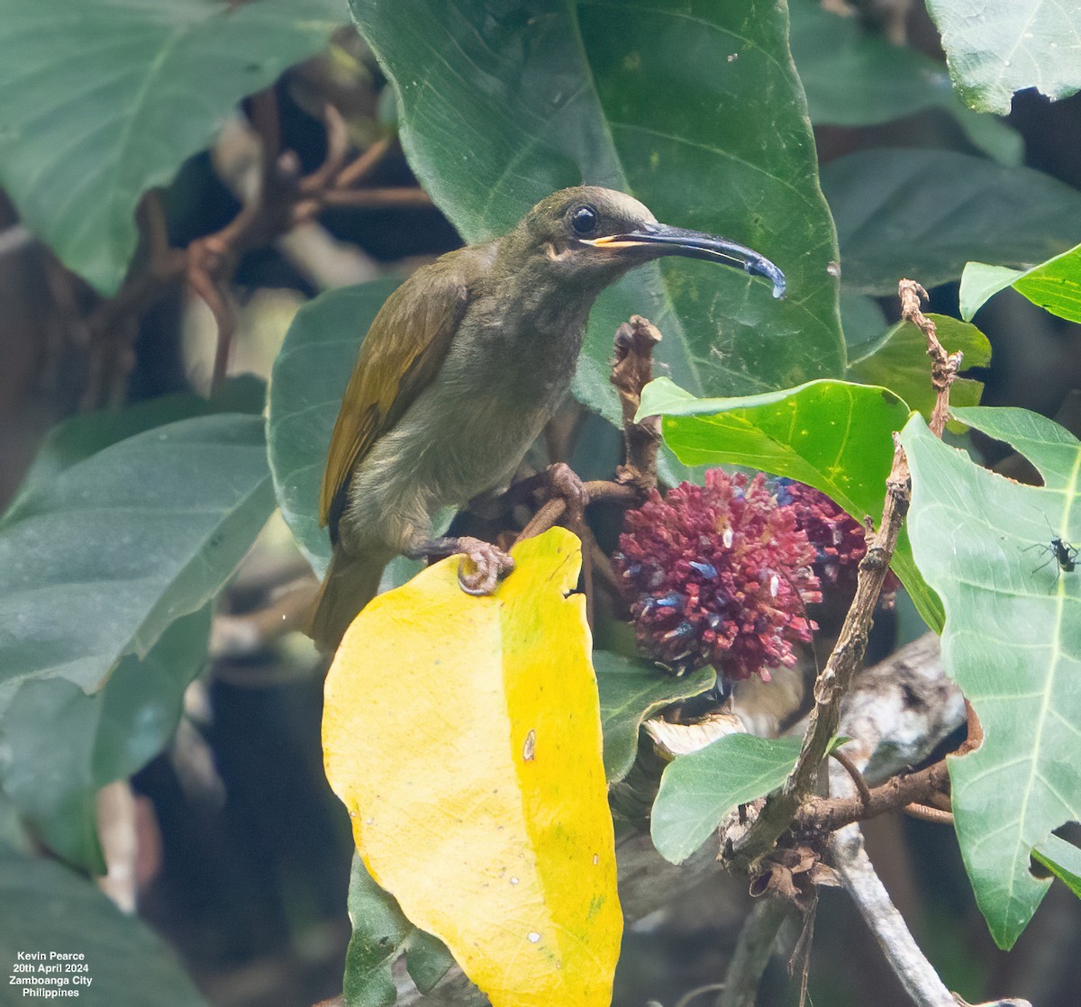 Naked-faced Spiderhunter - ML617702928