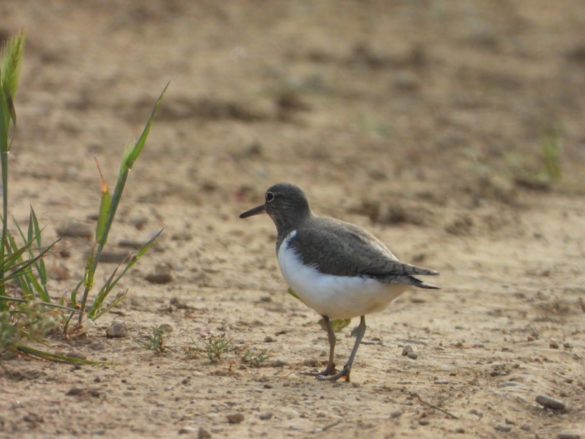 Common Sandpiper - Jose Manuel Reyes Paez