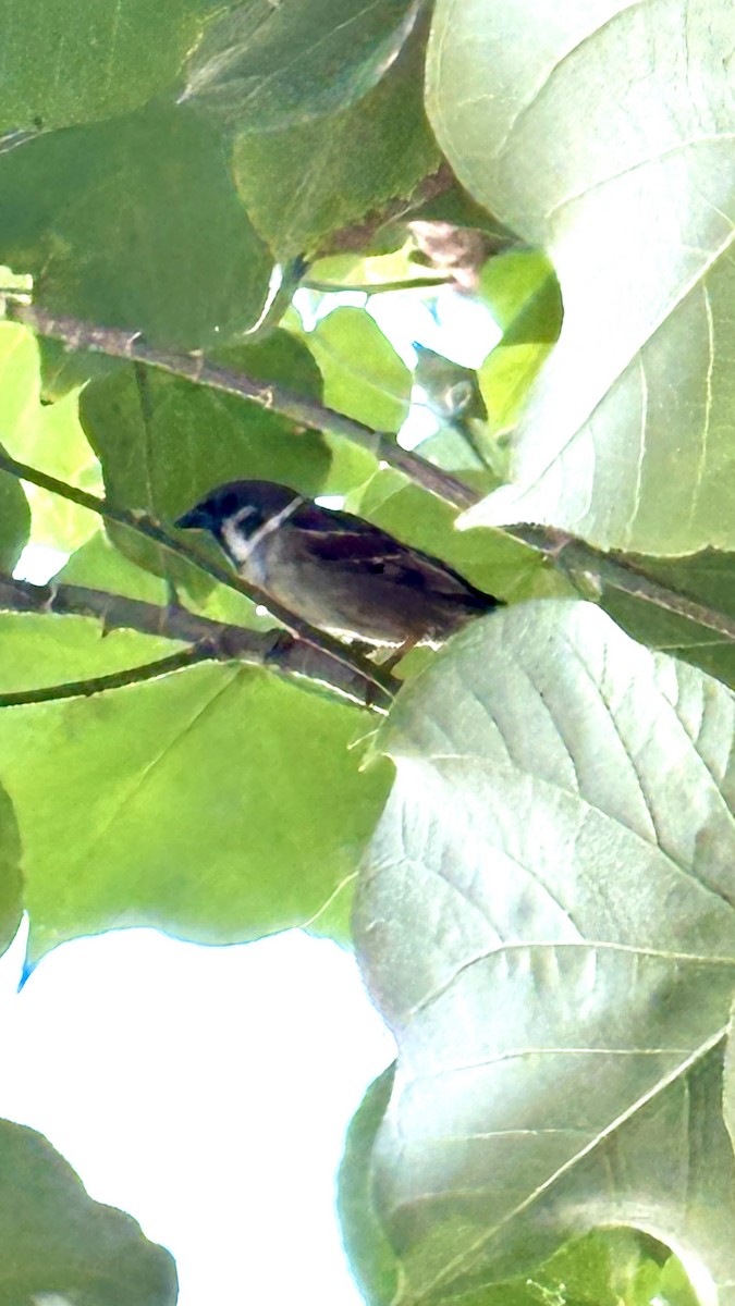 Eurasian Tree Sparrow - ML617702972