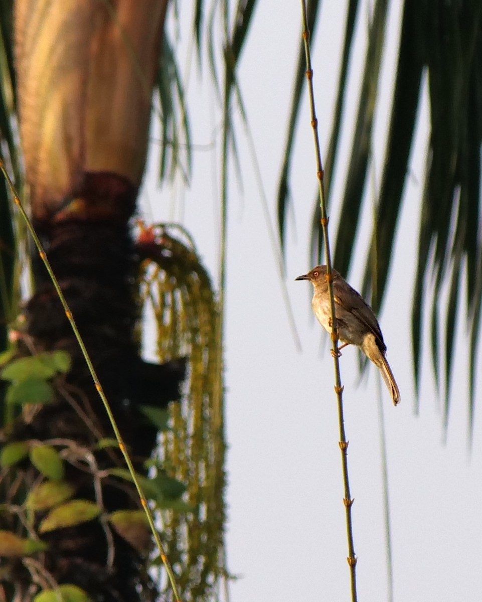 Red-eyed Bulbul - ML617702993