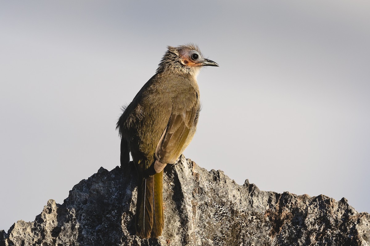 Bare-faced Bulbul - Stefan Hirsch