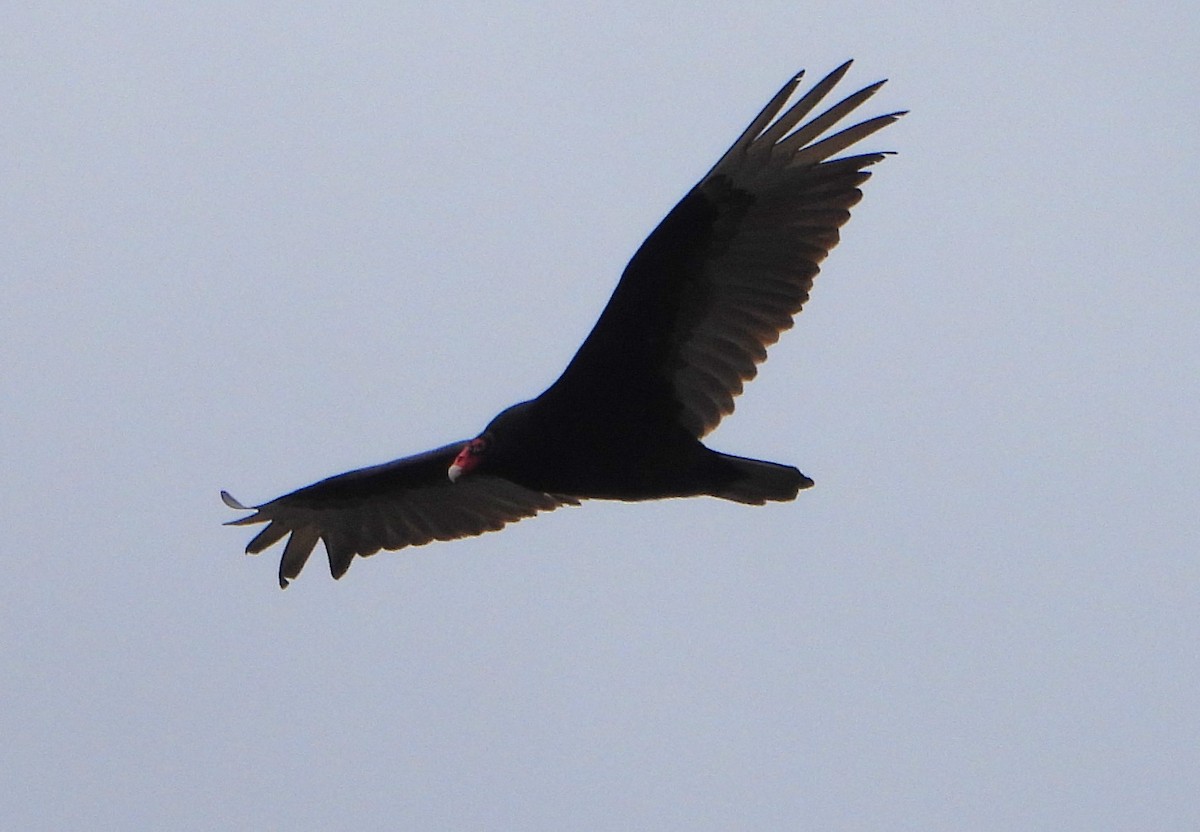Turkey Vulture - ML617703013