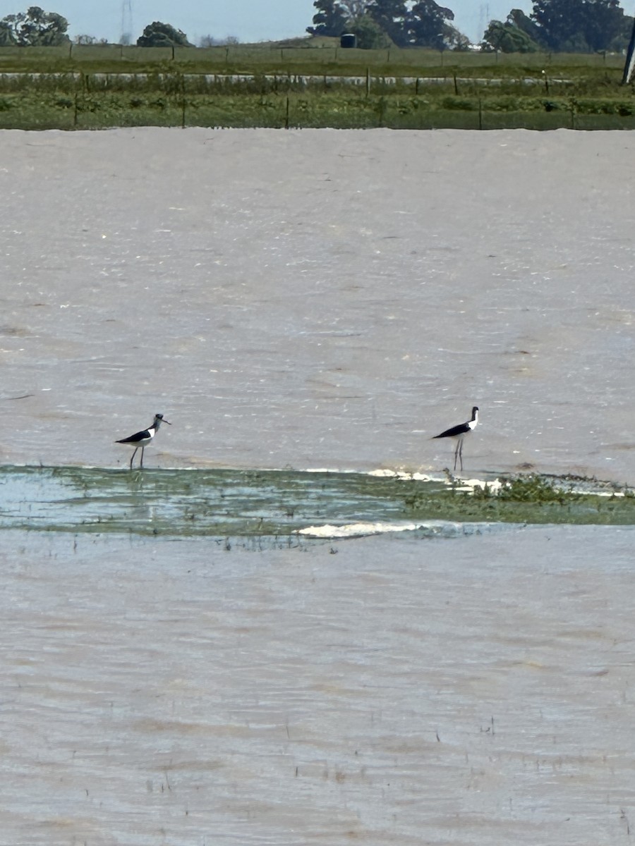 Black-necked Stilt - ML617703039