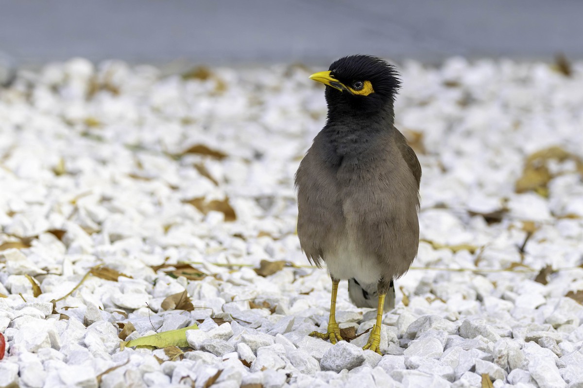 Common Myna - ML617703047