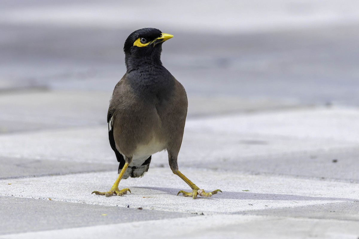 Common Myna - ML617703048