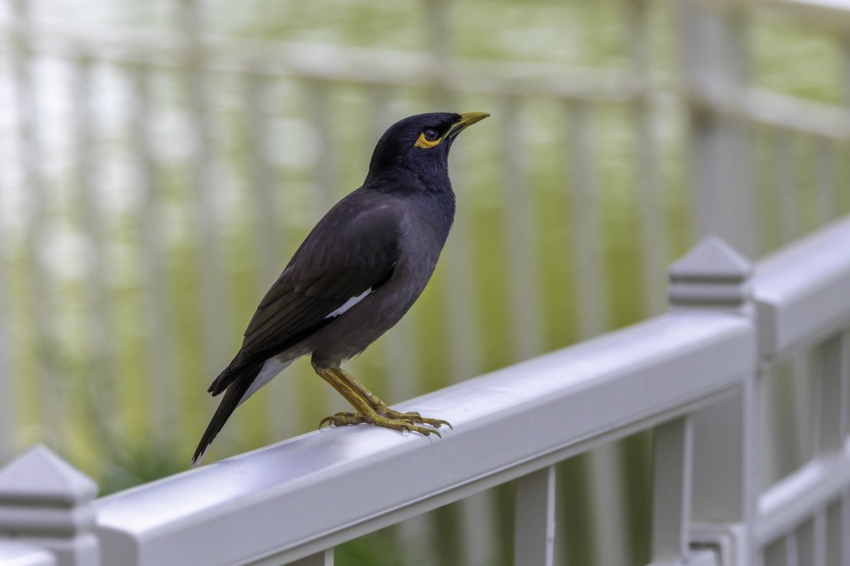 Common Myna - ML617703049