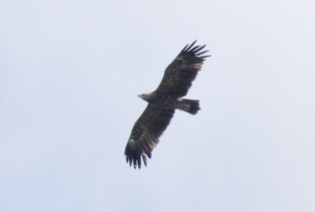 Lesser Spotted Eagle - ML617703054
