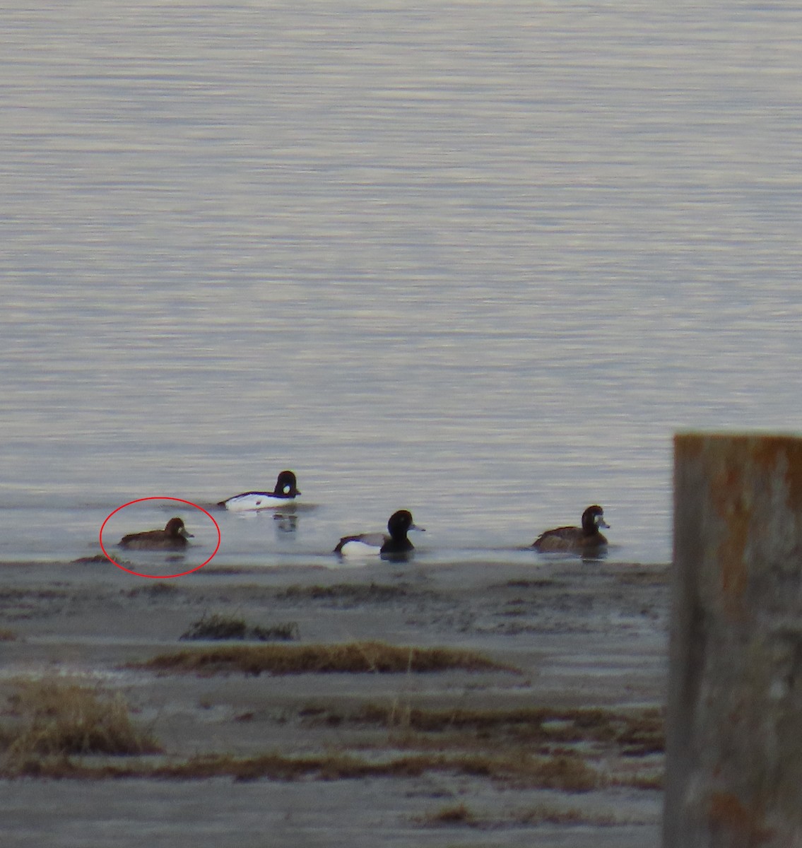 Lesser Scaup - ML617703059