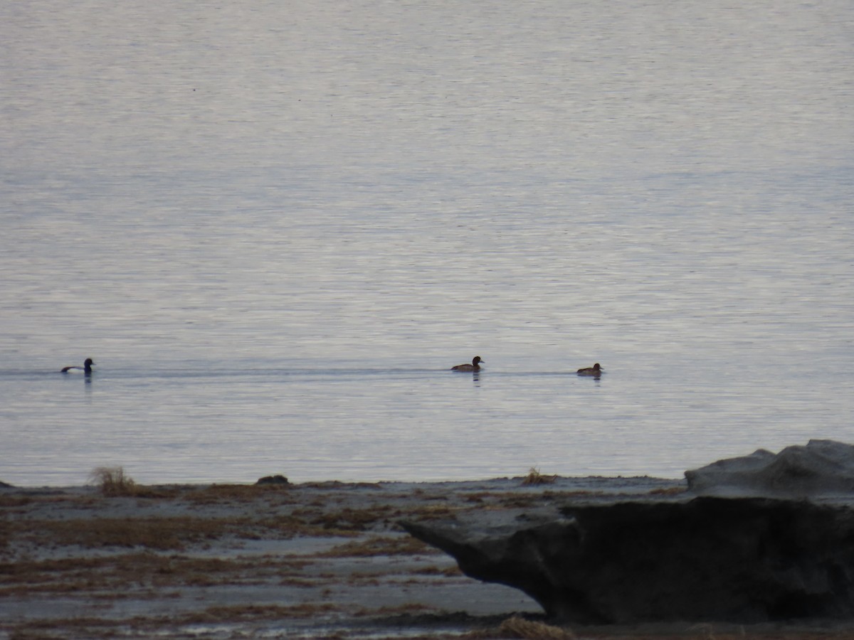 Lesser Scaup - ML617703063