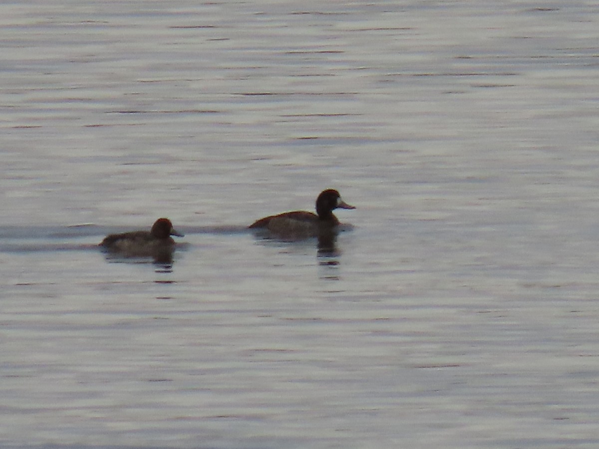 Lesser Scaup - ML617703065