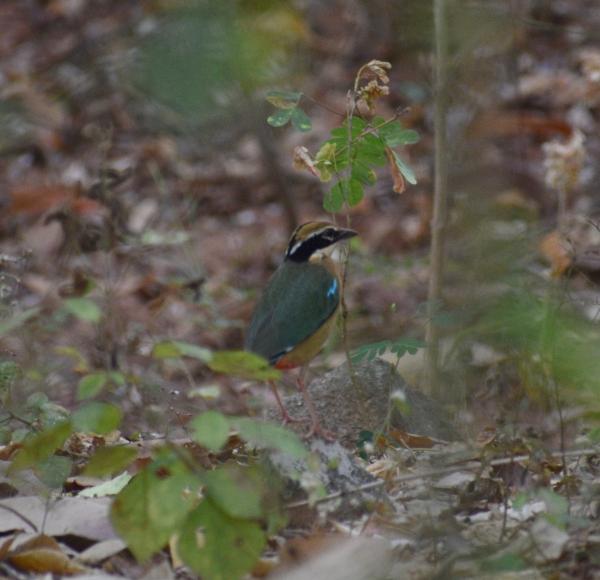 Indian Pitta - Aritra Bhattacharya