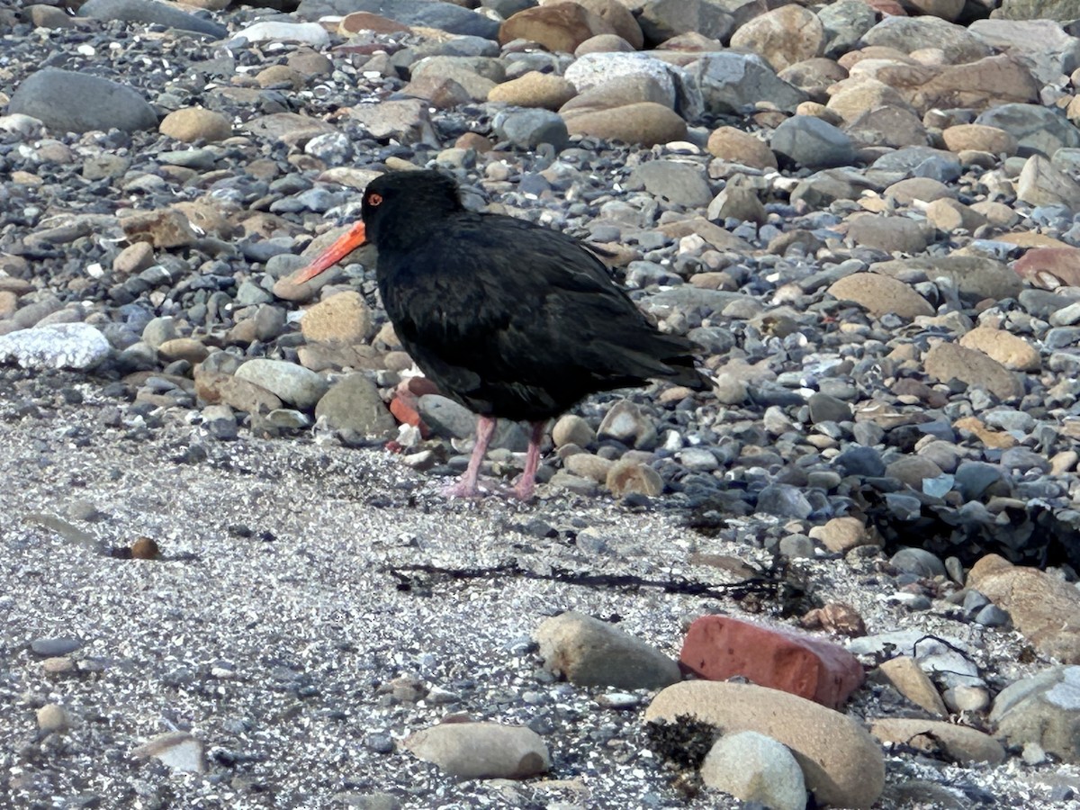 Variable Oystercatcher - ML617703120