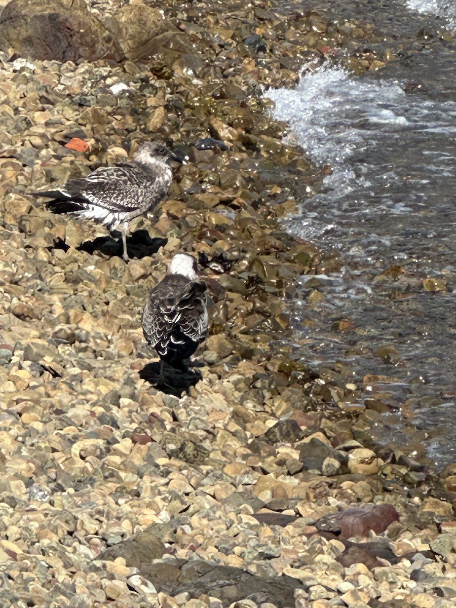 Kelp Gull - ML617703127