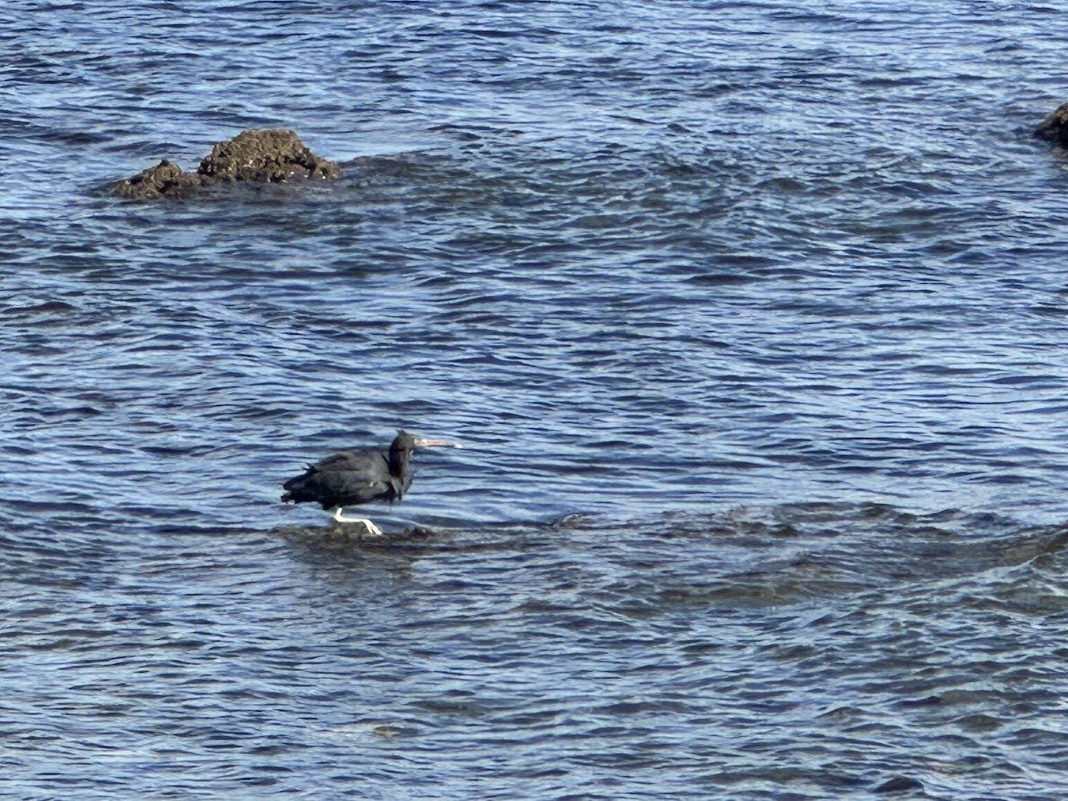 Pacific Reef-Heron - ML617703131