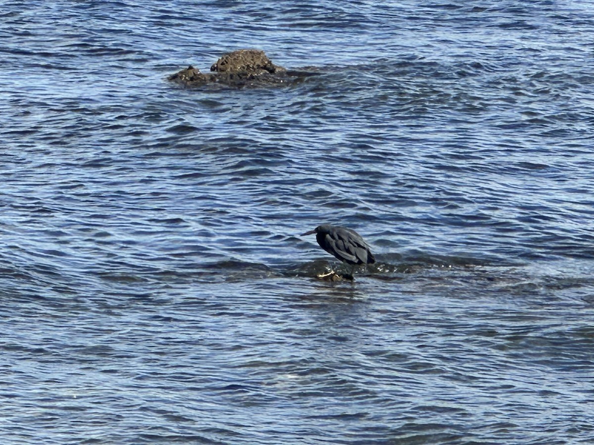Pacific Reef-Heron - ML617703132