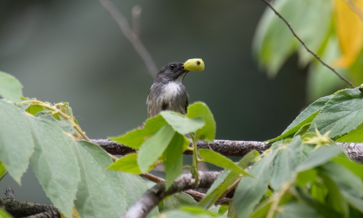 Pygmy Flowerpecker - Koren Mitchell