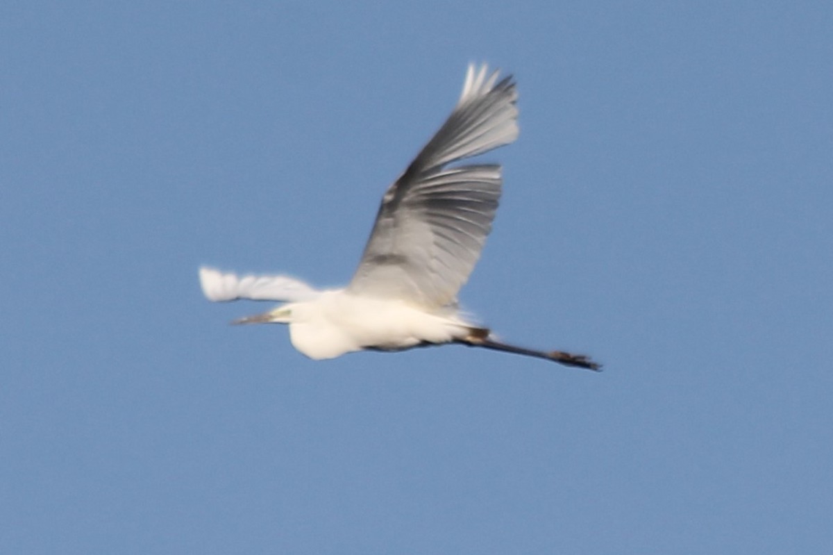 Great Egret - ML617703161