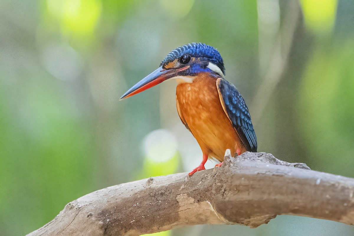 Blue-eared Kingfisher - Ngoc Sam Thuong Dang