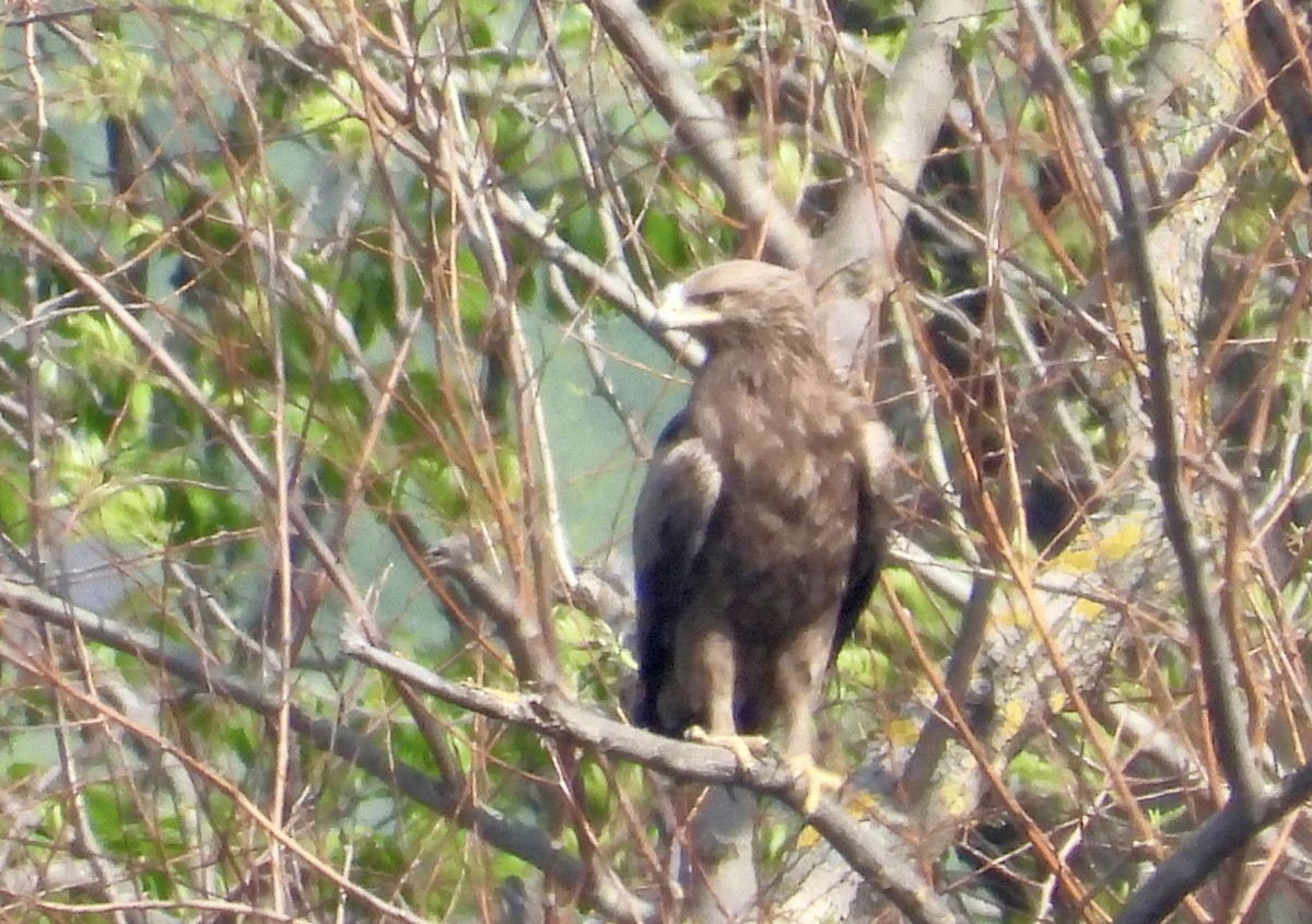 Lesser Spotted Eagle - ML617703254