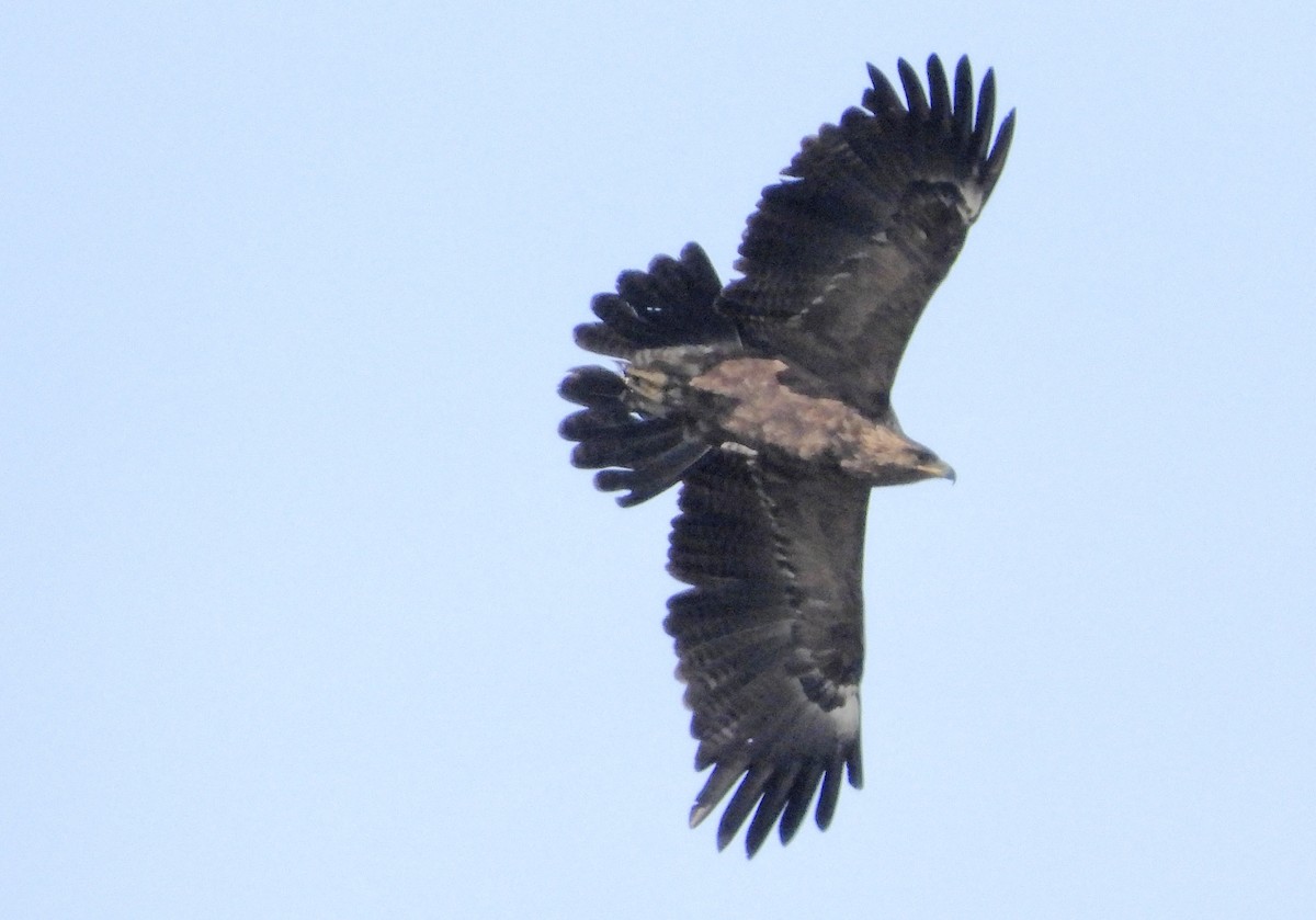 Lesser Spotted Eagle - ML617703277