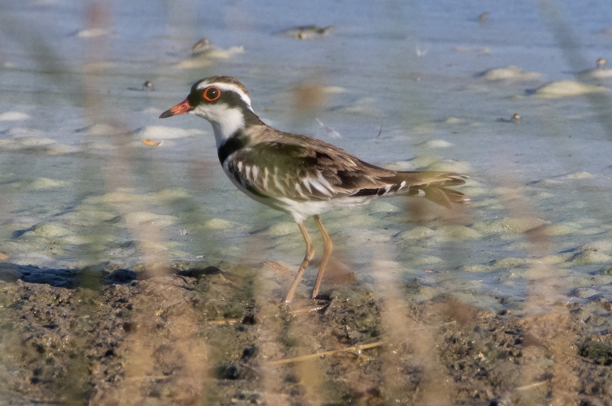 Black-fronted Dotterel - Mitch Rose